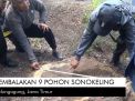 Video: Pembalakan 9 Pohon Sonokeling di Tulungagung