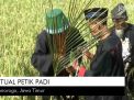 Video: Ritual Petik Padi di Ponorogo