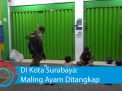 Video: Di Kota Surabaya: Maling Ayam Ditangkap