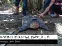 Video: Mancing di Sungai, Dapat Bulus