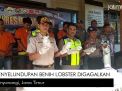Video: Penyelundupan Benih Lobster di Banyuwangi Digagalkan