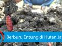 Video: Berburu Entung di Hutan Jati