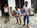 Ular Piton 3 Meter Hebohkan Acara Hajatan di Blitar