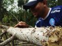 Hama Ulat Serang Puluhan Hektar Pohon Sengon di Probolinggo