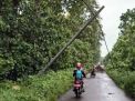 Angin Kencang Robohkan 18 Tiang Listrik dan Tutup Akses Jalan ke Alas Purwo