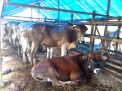 Wali Kota Surabaya Sumbang Sapi Kurban Berbobot 800 Kg