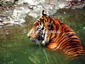 Harimau Sumatera Serang Tiga Sapi 