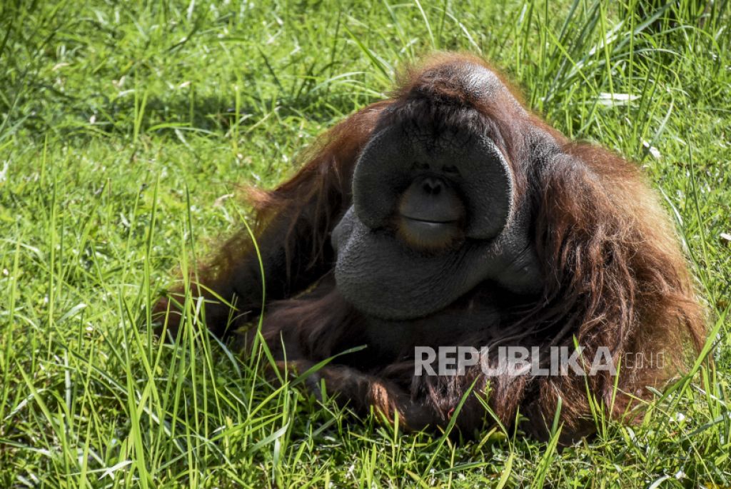 Orangutan Kalimantan (Pongo pygmaeus)/ Foto: ABDAN SYAKURA/REPUBLIKA


