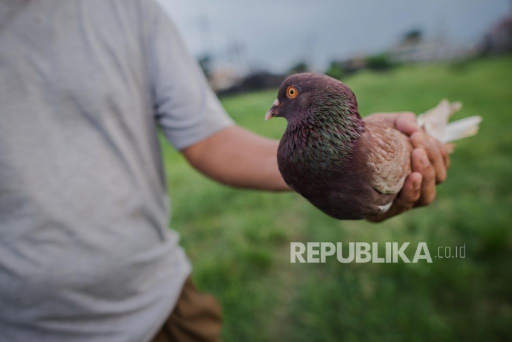 Ilustrasi burung merpati (Foto: Republika/Thoudy Badai)