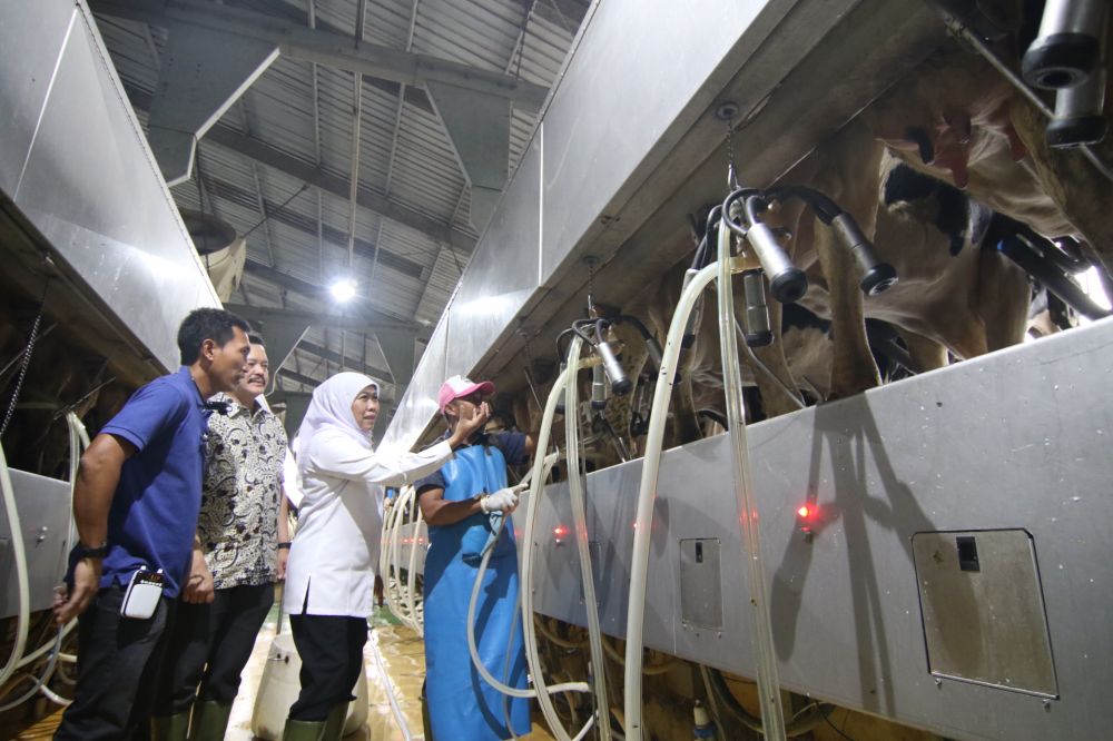 Jatim Butuh 30 Ribu Ekor Sapi Perah untuk Wujudkan Swasembada Susu