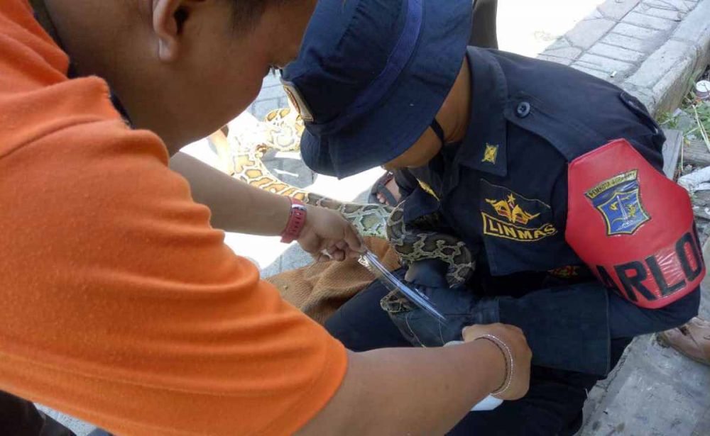 Proses evakuasi ular piton sepanjang 3 meter oleh petugas BPB Linmas Kota Surabaya