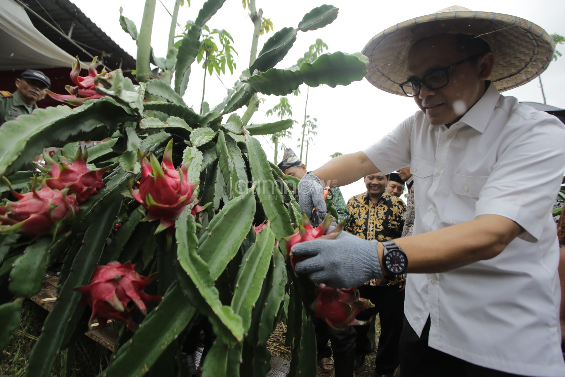 Bupati Anas memanen buah naga./Foto: Istimewa.