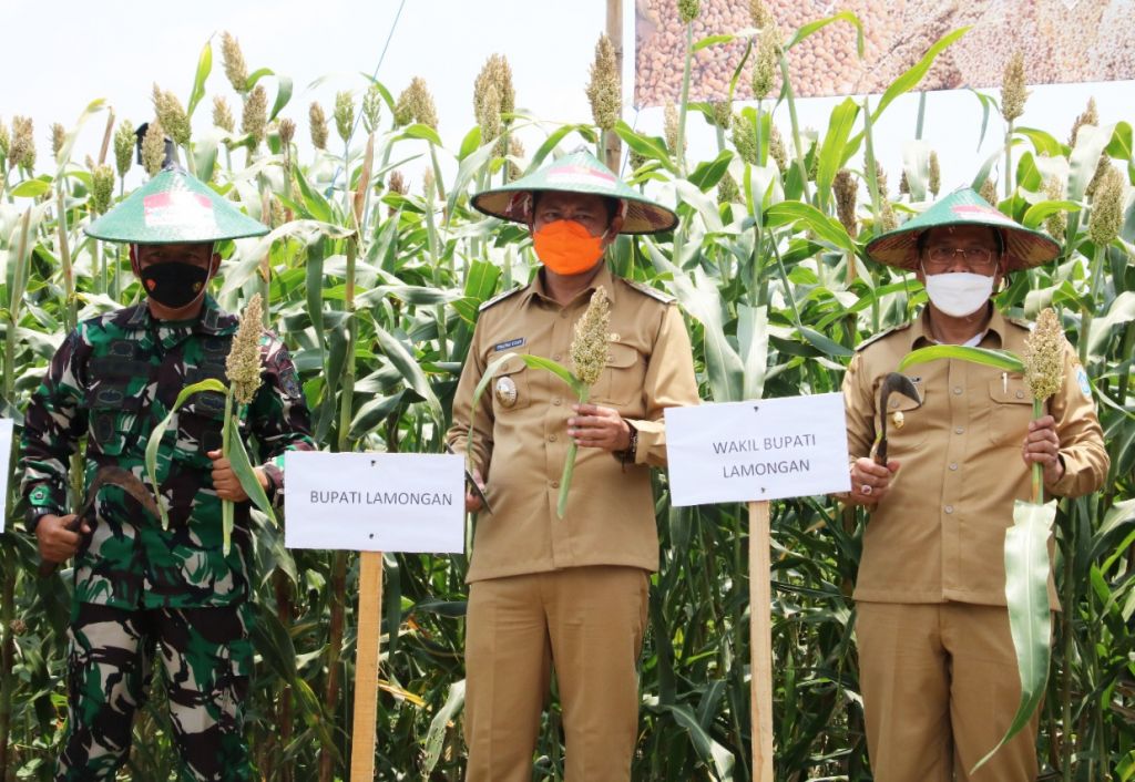 Bupati Lamongan Yuhronur Efendi menunjukkan potensi sorgum kepada Mentan Syahrul saat panen serentak se Indonesia secara virtual