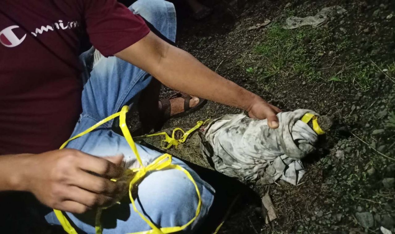 Buaya muara yang ditangkap di Sungai Kalibaru, Banyuwangi