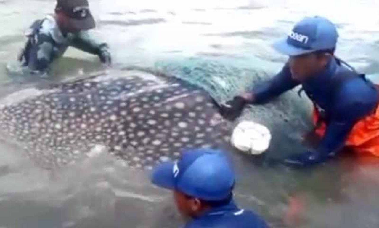 Tangkapan layar hiu tutul terperangkap jaring nelayan di Banyuwangi