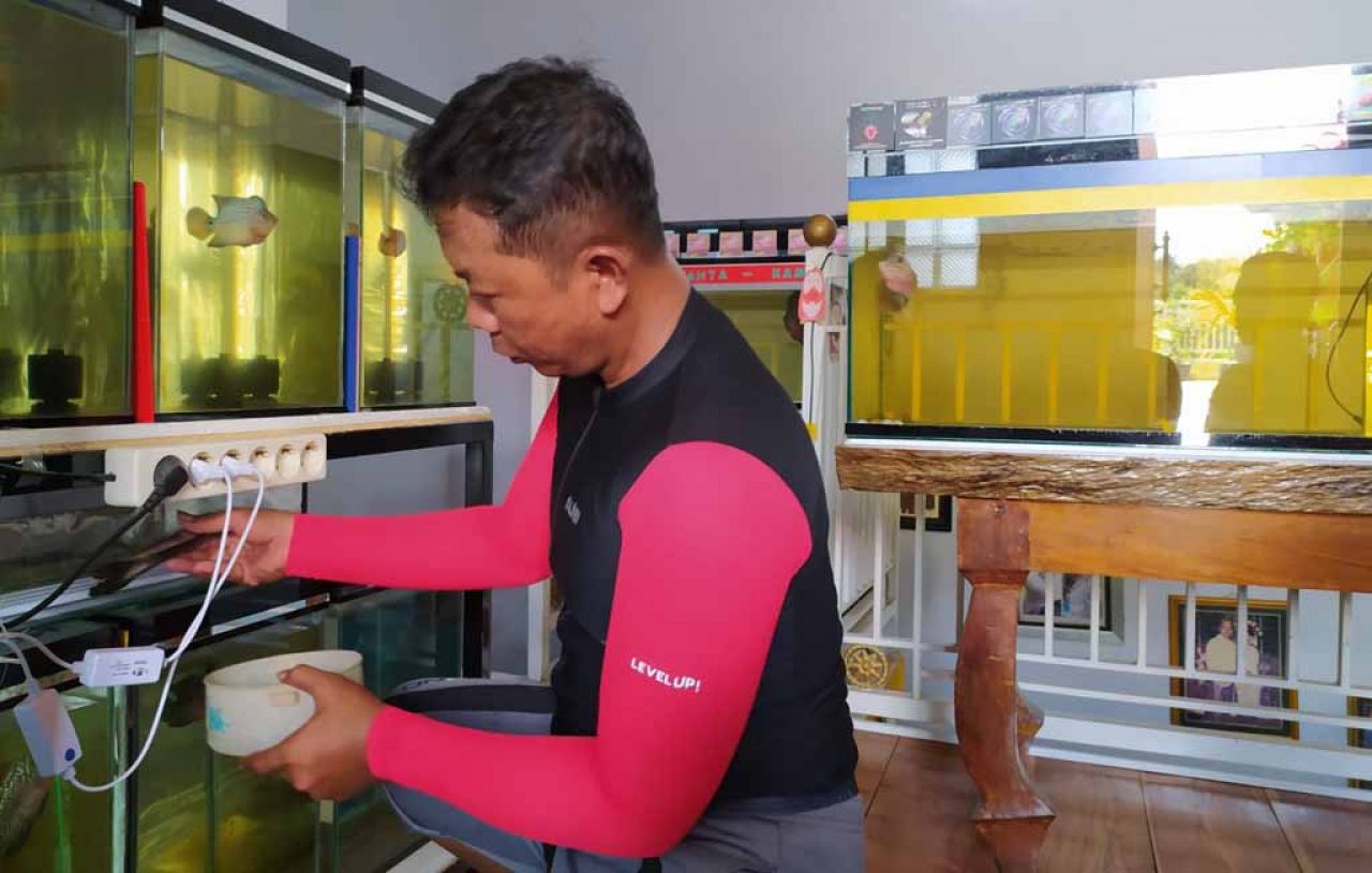 Iptu Agus Syaiful Bahri memelihara ikan Louhan di rumahnya (Foto: Mita/jatimnow.com)