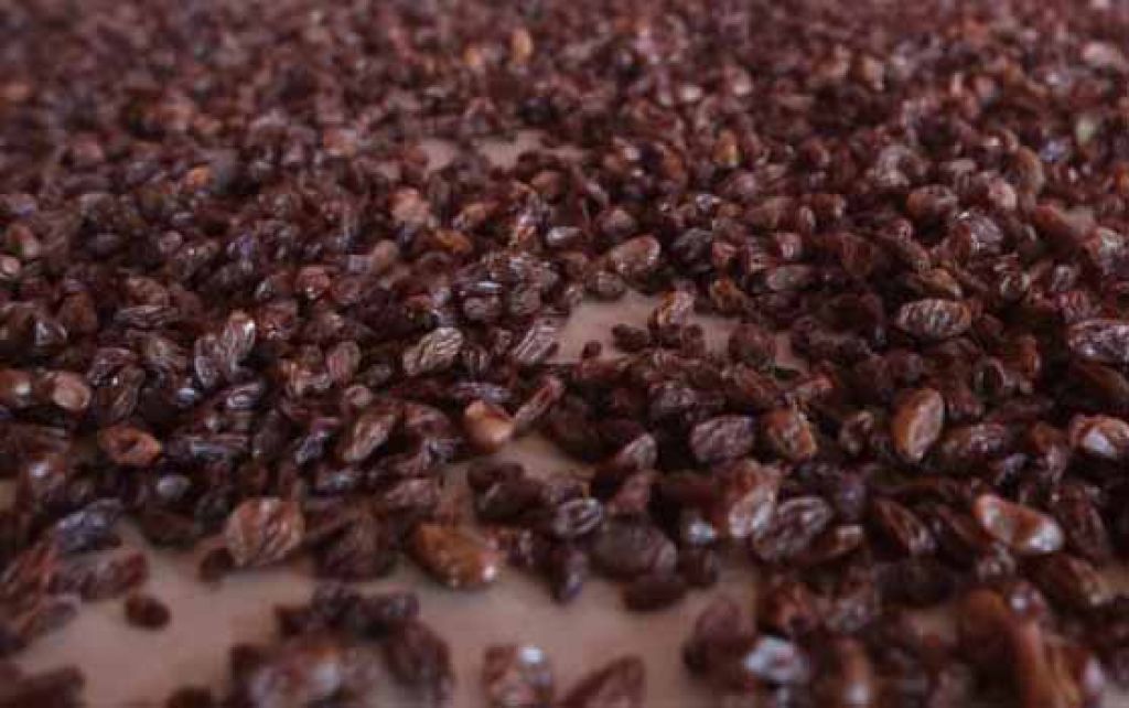 Manfaat Kismis Hitam, dari Cegah Kerontokan Rambut hingga Cegah Anemia