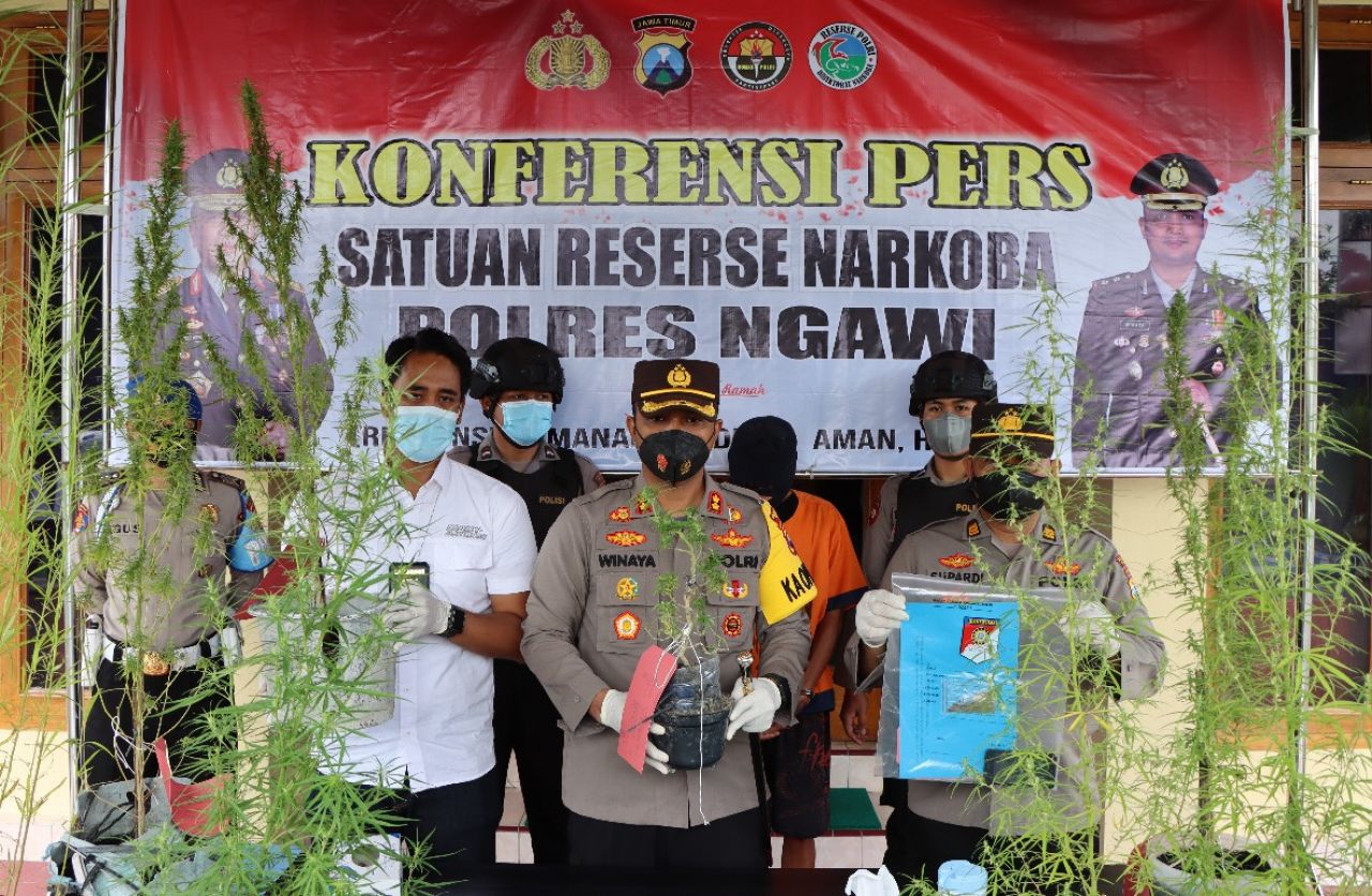 Kedapatan Tanam dan Jual Ganja, Polisi Ringkus Pemilik Angkringan di Ngawi