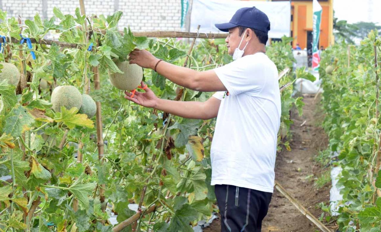 Bupati Lamongan panen buah melon (Foto-foto: istimewa)