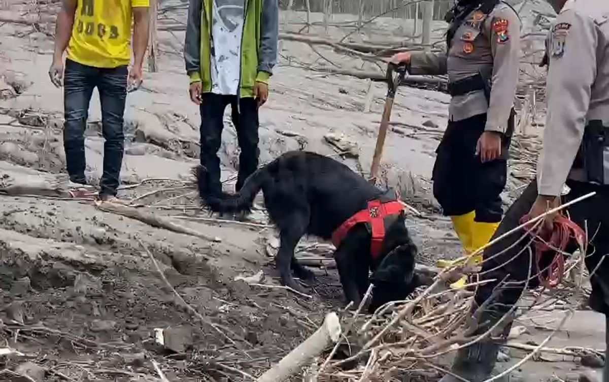Proses pencarian korban erupsi Gunung Semeru menggunakan anjing K-9 milik Ditsamapta Polda Jatim (Foto-foto: Dok. Polda Jatim)