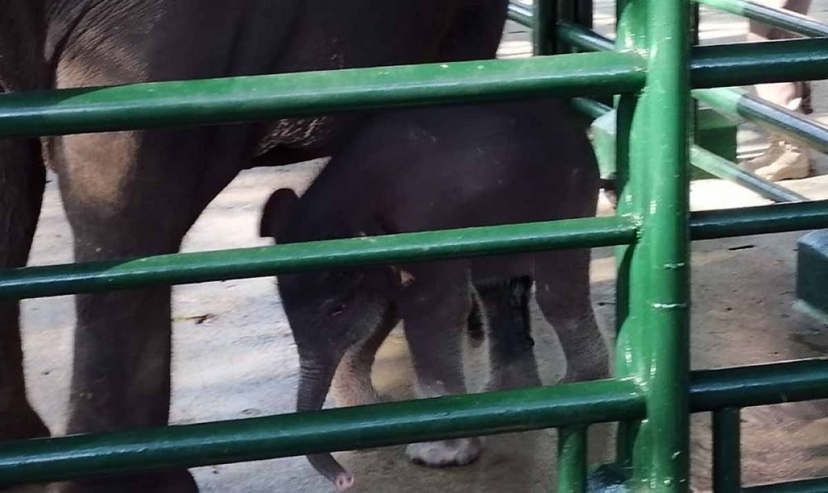 Gajah bernama Dumbo saat masih beberapa hari lahir di Kebun Binatang Surabaya (Foto: Dok. jatimnow.com)