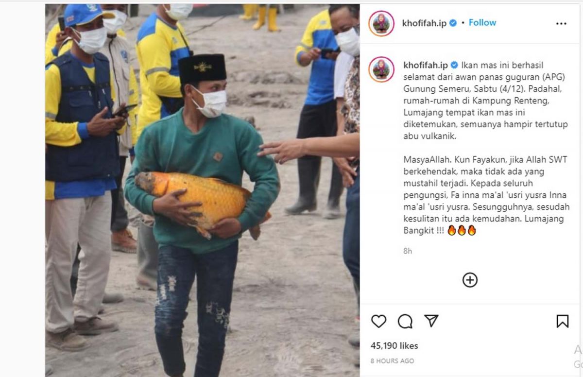 Ikan Mas Sebesar Bayi Ditemukan Selamat dari Awan Panas Guguran Gunung Semeru