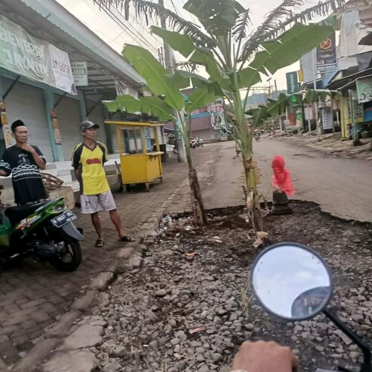 Jengkel, Warga Probolinggo Tanam Pohon Pisang di Jalan Rusak