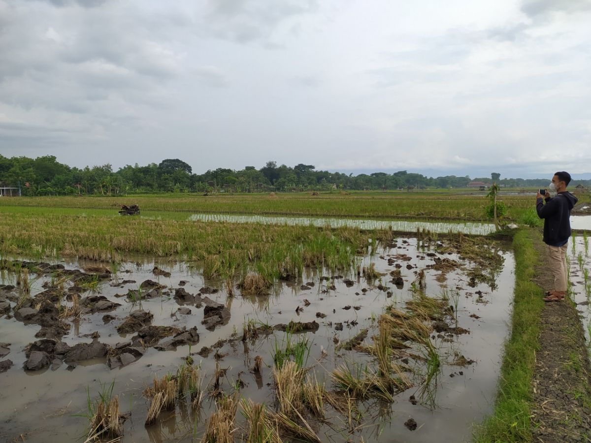 Lokasi Kusni, petani di Ponorogo tewas tersambar petir (Foto: Polres Ponorogo/jatimnow.com)