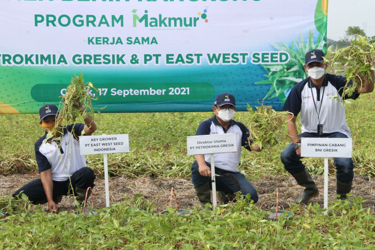 Direktur Utama PG, Dwi Satriyo Annurogo (tengah) saat panen kangkung dalam Program Makmur. (Foto: Humas Petrokimia Gresik for jatimnow.com)