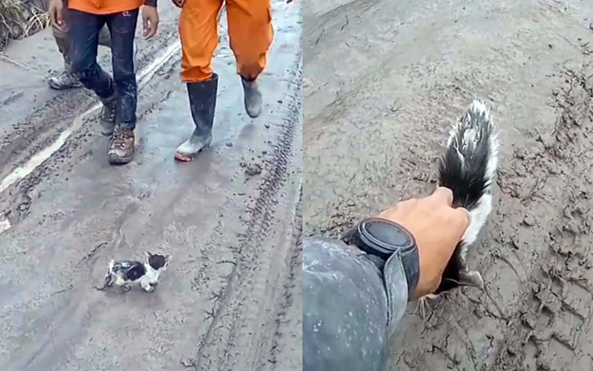 Kolase anak kucing yang ditemukan di tengah Erupsi Gunung Semeru (Foto: Tangkapan layar video relawan)
