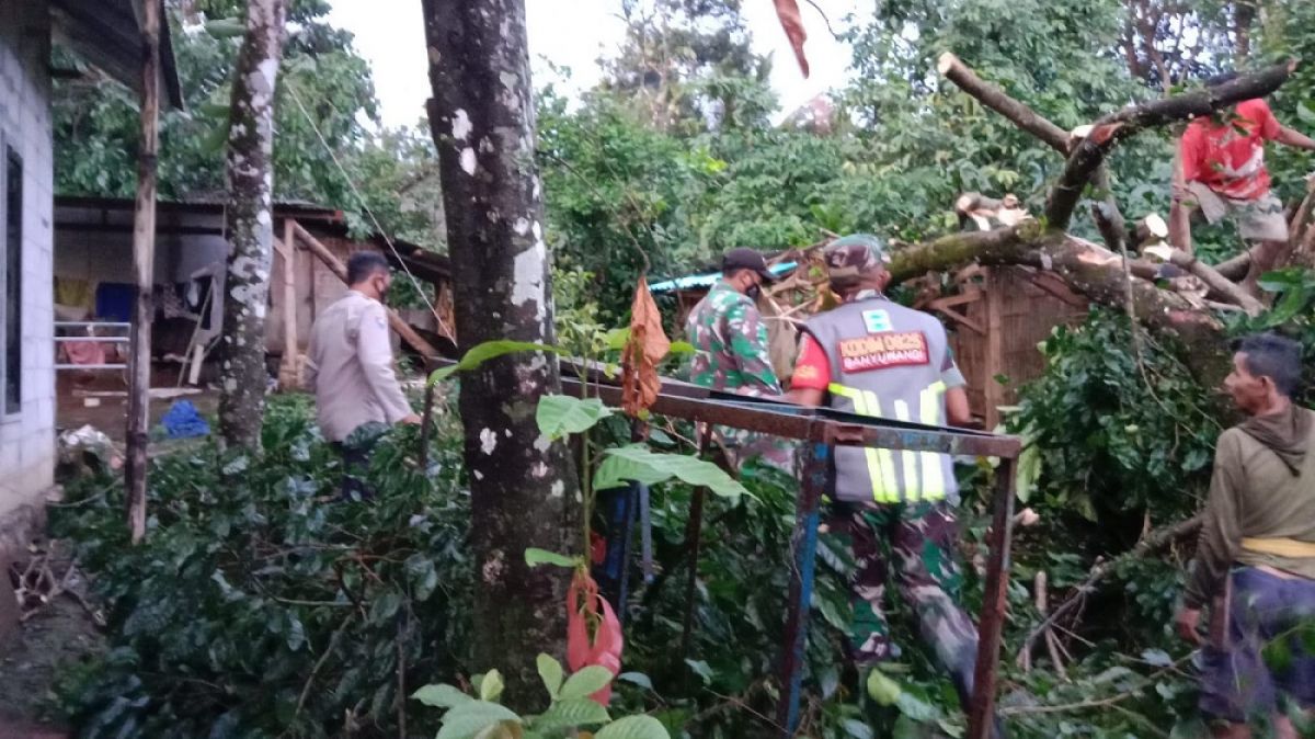 Rumah di Banyuwangi tertimpa pohon tumbang akibat hujan angin. (Foto: Rony Subhan/jatimnow.com)