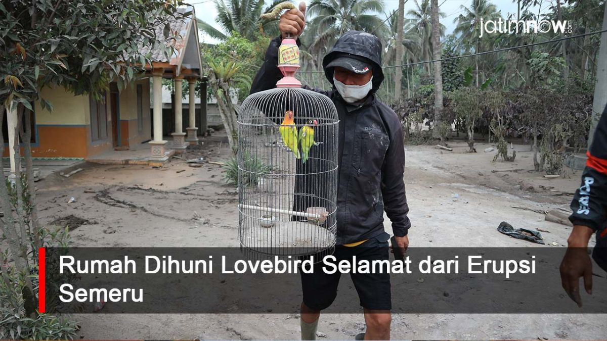 Video: Masya Allah, Rumah Dihuni Lovebird ini Selamat dari Erupsi Semeru