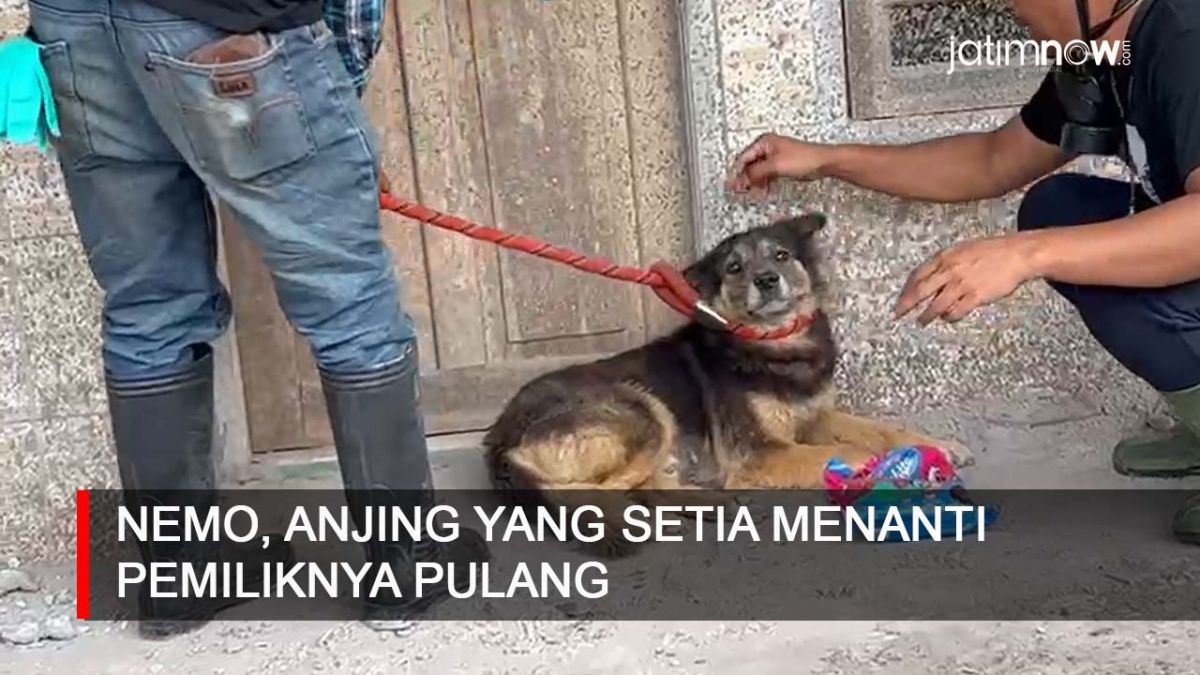 Video: Nemo, Anjing yang Setia Menanti Pemiliknya Pulang Pasca Erupsi Semeru