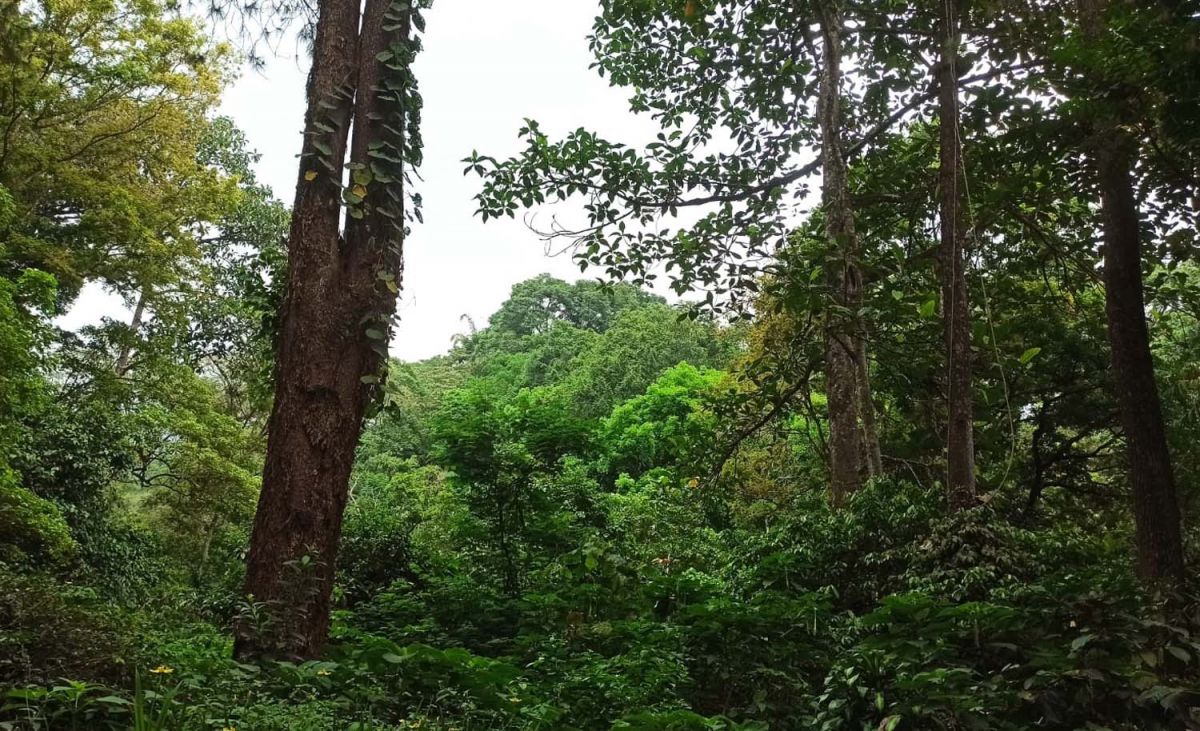 Wangi Mawar Disusul Penampakan Wanita Berambut Panjang di Penghujung Maghrib