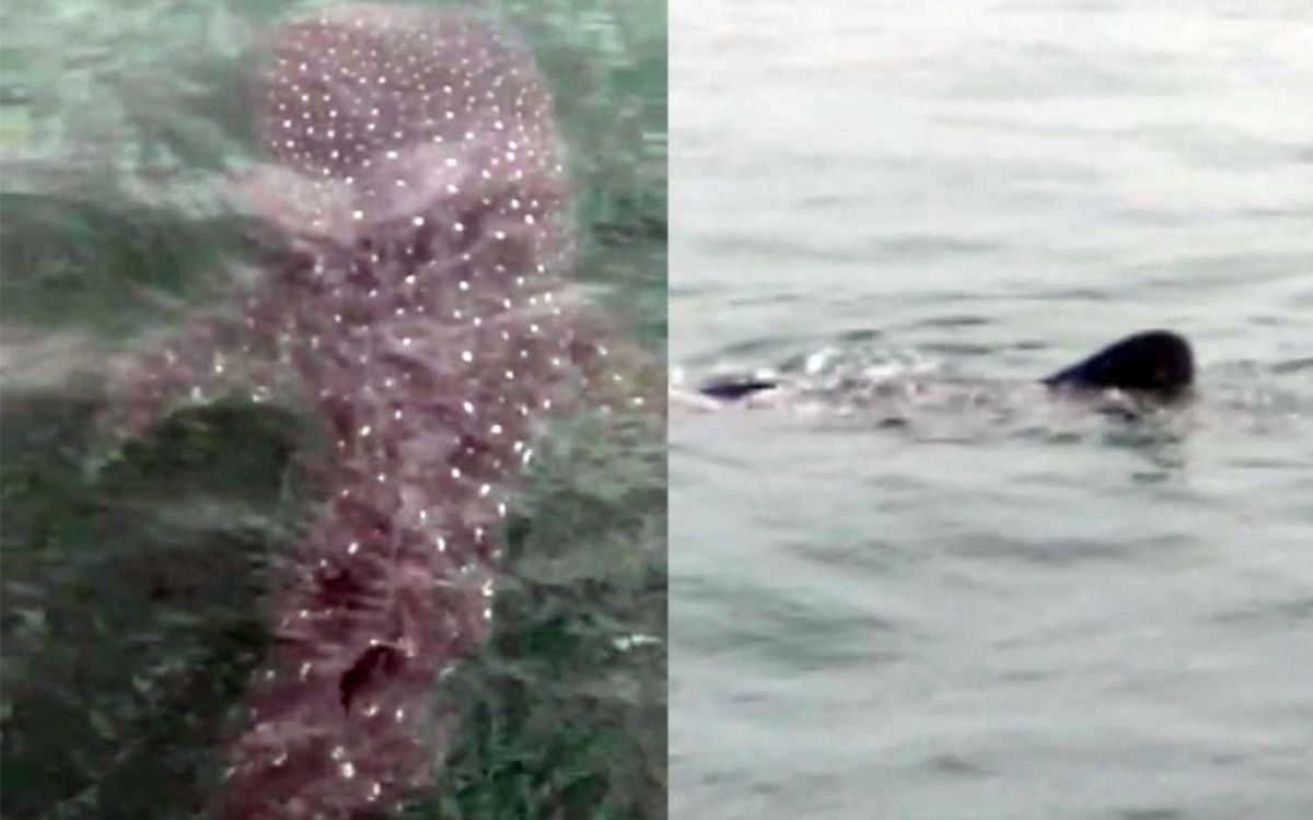 Kawanan Hiu Tutul Muncul Lagi di Perairan Probolinggo