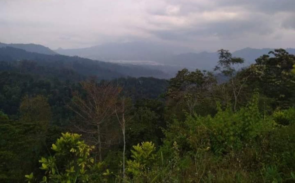 Pencari Jamur Hilang di Hutan Gondanglegi Malang