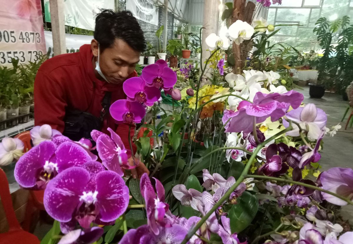Anggrek bulan hasil rawat Syamsul Arifin. (Foto: Moch Rois/jatimnow.com)