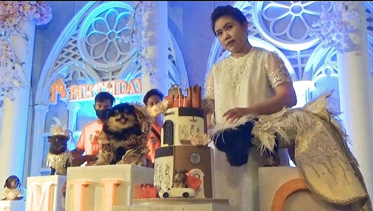 Hermes, anjing jenis pomeranian milik Sherly yang merayakan ulang tahun pertamanya di Surabaya.