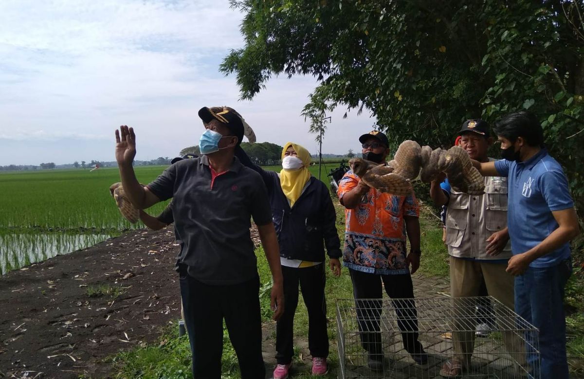Pelepasan burung hantu untuk pengendalian hama tikus di Jombang. (Foto: Elok for jatimnow.com)