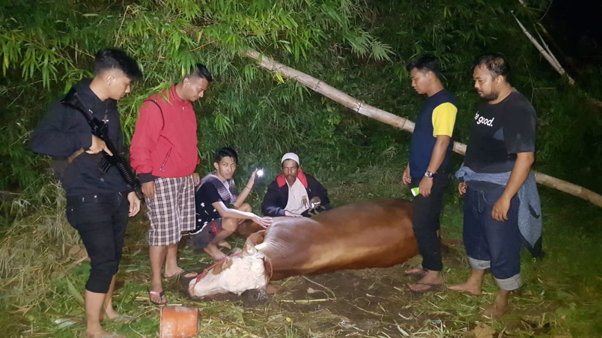 Sapi milik warga Probolinggo saat ditemukan di Lumajang. (Foto: Mahfud Hidayatullah/jatimnow.com)