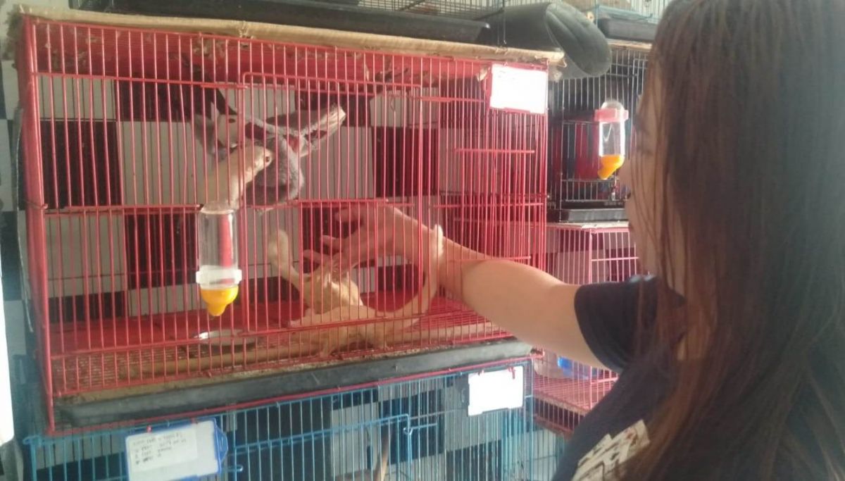 Meylisha Puspitasari, peternak sugar glider di Surabaya. (Foto: Safrial Anggra/jatimnow.com)