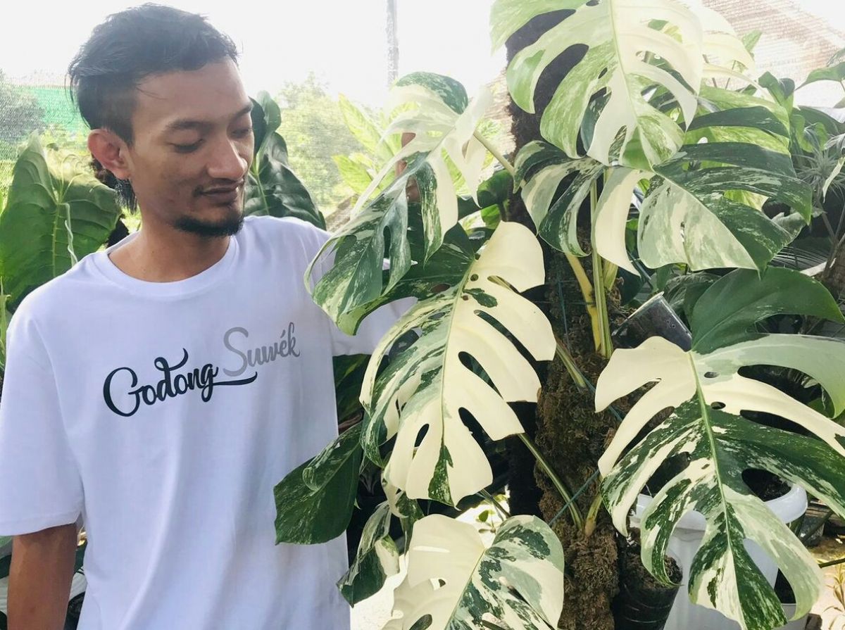 Pecinta Tanaman, Simak Cara Merawat Tanaman Hias Variegata Untuk Pemula