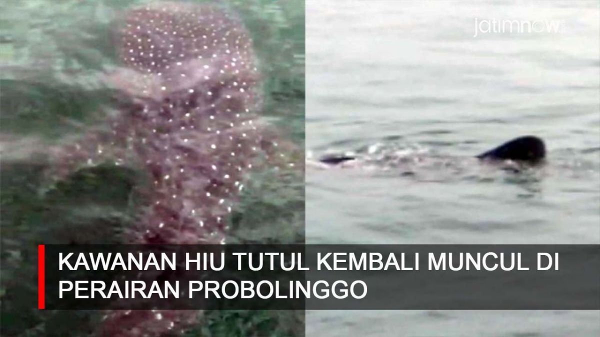 Video: Kawanan Hiu Tutul Kembali Muncul di Perairan Probolinggo