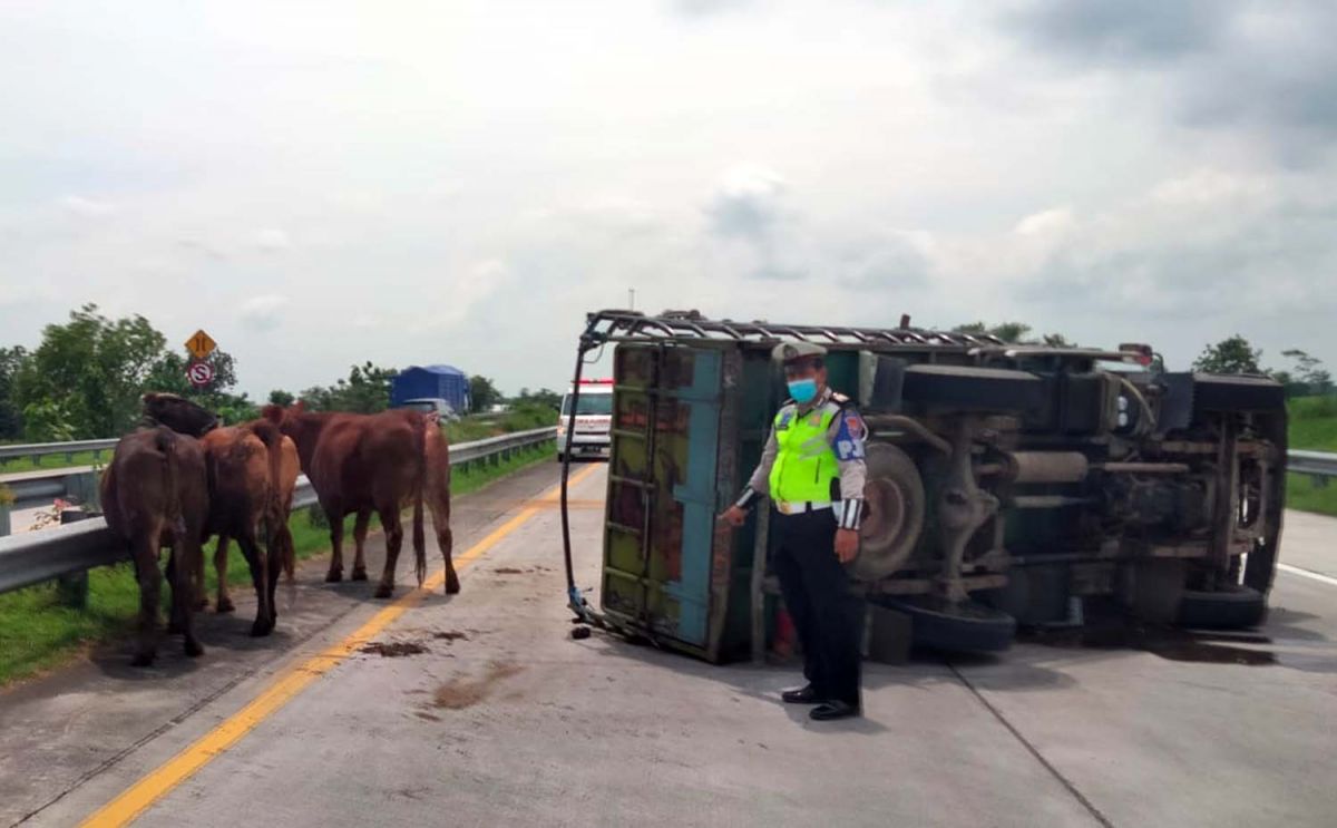 Truk Bermuatan Sapi Terguling di Tol Jombang-Mojokerto