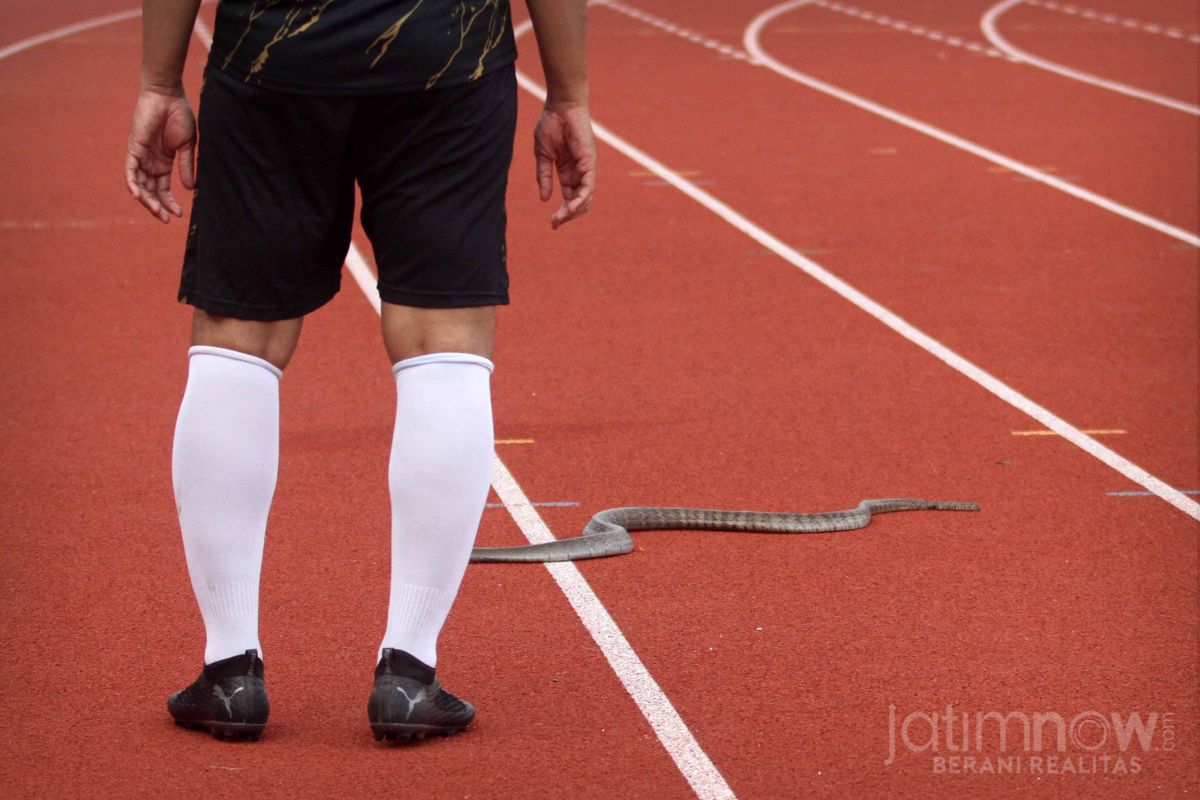 Seekor ular muncul di tengah lapangan saat gelaran internal game di Gejos. (Foto: Sahlul Fahmi/jatimnow.com)