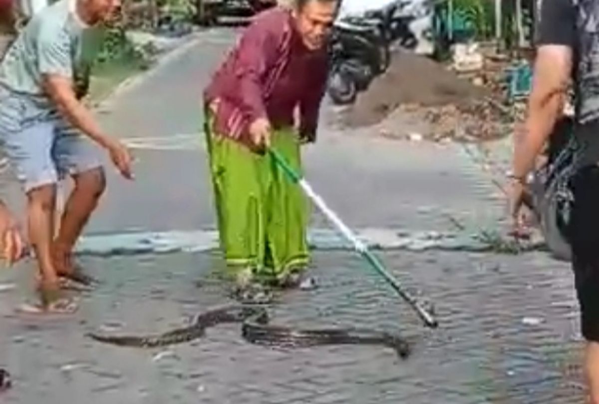 Warga menangkap ular piton yang meresahkan warga Komplek GKB. (Foto: Tangkapan layar/jatimnow.com)