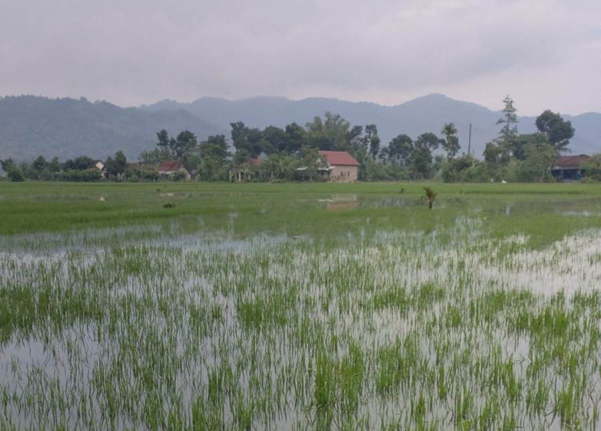 Area persawahan di Tulungagung terendam banjir. (Foto: dok Dinas Pertanian Tulungagung/jatimnow.com)