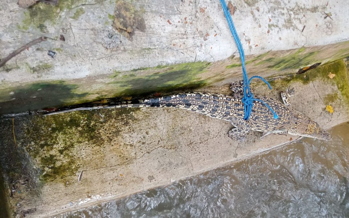 Anak Buaya di Sungai Bakalan Ditangkap, Warga Dusun Sukun Waspadai Induknya