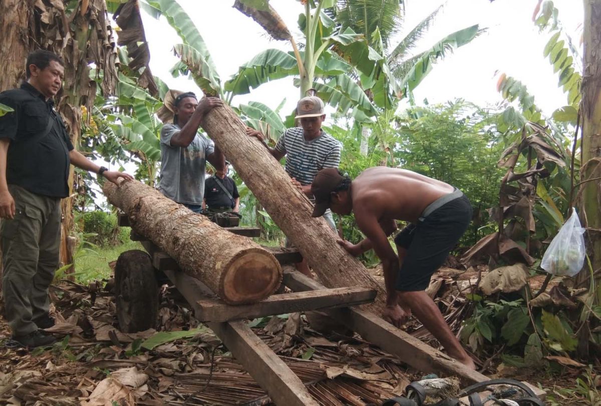 Kayu jati tak bertuan yang ditemukan di Siliragung, Banyuwangi disita Perhutani