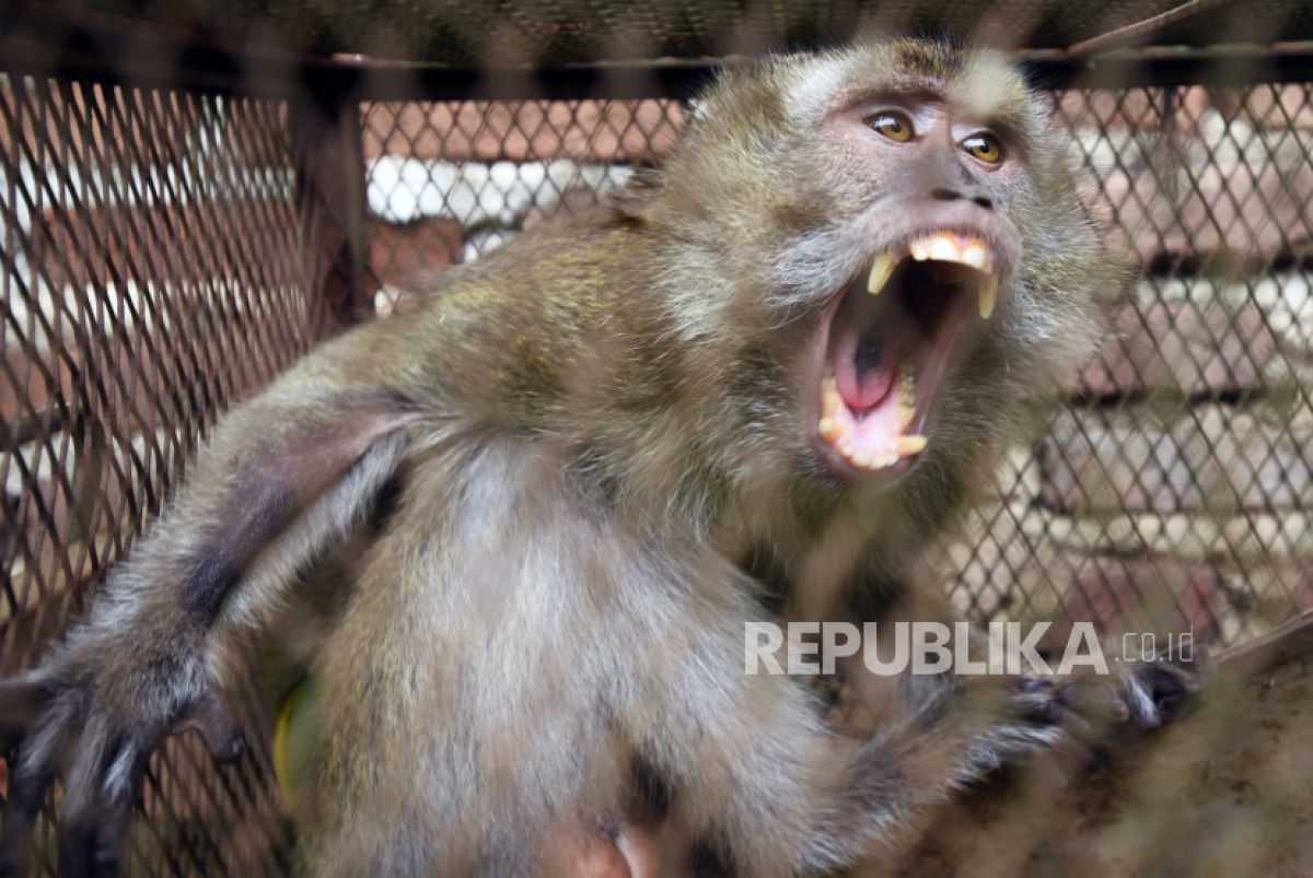 Petugas Balai Konservasi Sumber Daya Alam (BKSDA) Banten mengamankan kera ekor panjang (Macaca fascicularis) liar yang masuk pemukiman warga. (Foto: ANTARA/Asep Fathulrahman via Republika)
